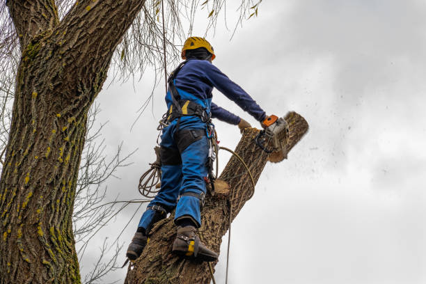 Best Lawn Dethatching Services  in Clay, AL