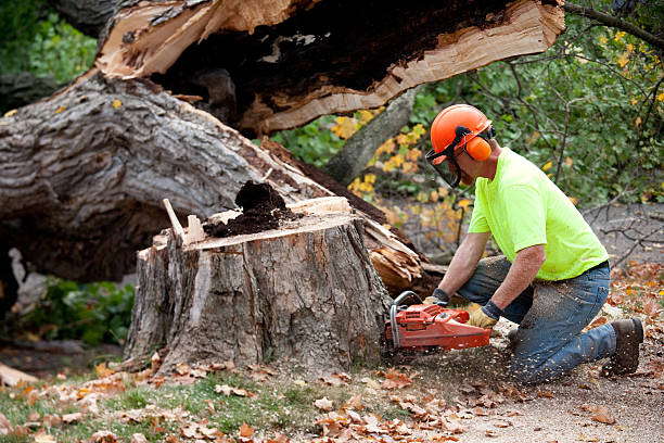 Best Tree Preservation Services  in Clay, AL