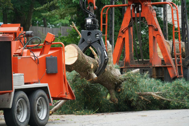 Best Commercial Tree Removal  in Clay, AL