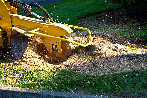 Best Tree Mulching Services  in Clay, AL