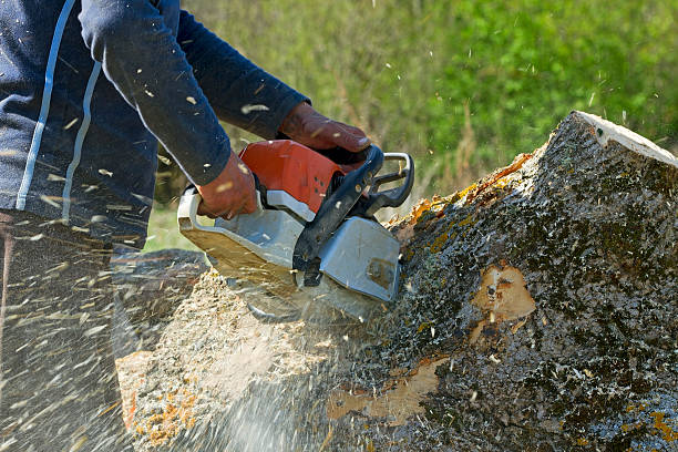 Best Tree Mulching Services  in Clay, AL